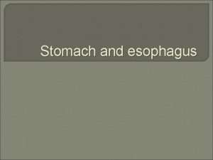 Stomach and esophagus The esophagus is a tubular