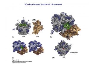 3 Dstructure of bacterial ribsoomes Components required for