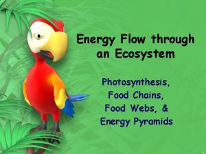 Energy Flow through an Ecosystem Photosynthesis Food Chains