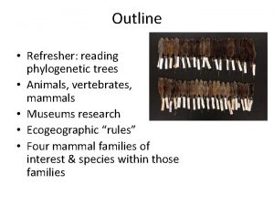 Outline Refresher reading phylogenetic trees Animals vertebrates mammals