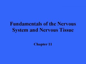 Label the different types of neuronal pools in the figure.