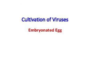 Viral inoculation in embryonated egg