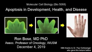 Molecular Cell Biology Bio 5068 Apoptosis in Development