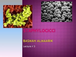 STAPHYLOCICCI BASMAH ALMAARIK Lecture 3 Morphology Gram positive