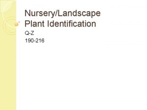 NurseryLandscape Plant Identification QZ 190 216 190 Quercus