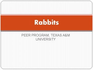 Texas a&m rabbits