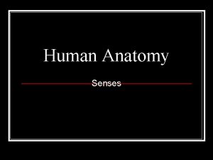 Human Anatomy Senses Conjunctiva Conjunctiva Covers the inner