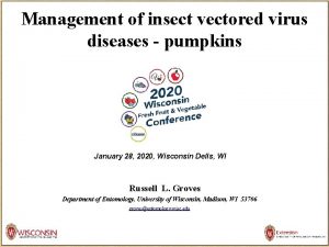 Management of insect vectored virus diseases pumpkins January