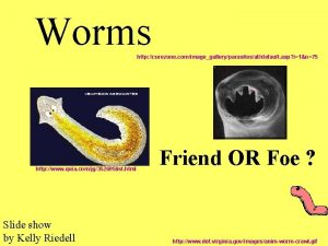 Worms http curezone comimagegalleryparasitesalldefault asp i1n75 http www