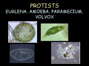 Amoeba paramecium euglena volvox