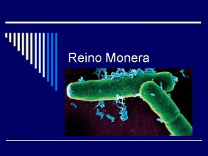 Reino Monera Consideraes gerais o So seres unicelulares