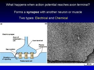 Action potential reaches the axon terminal