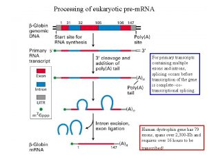 Processing of eukaryotic prem RNA For primary transcripts