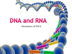 DNA and RNA Structure of DNA Deoxyribonucleic Acid