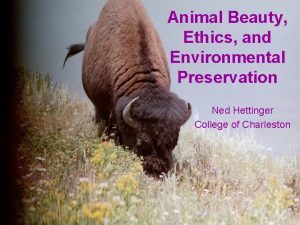 Animal Beauty Ethics and Environmental Preservation Ned Hettinger