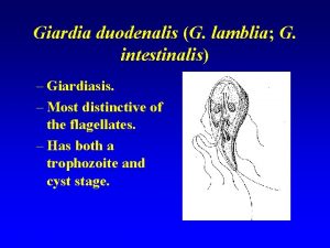 Giardia duodenalis G lamblia G intestinalis Giardiasis Most