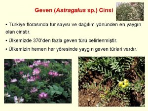 Geven Astragalus sp Cinsi Trkiye florasnda tr says