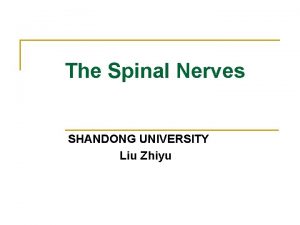 The Spinal Nerves SHANDONG UNIVERSITY Liu Zhiyu General
