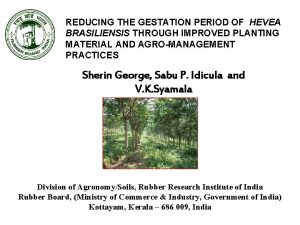 REDUCING THE GESTATION PERIOD OF HEVEA BRASILIENSIS THROUGH