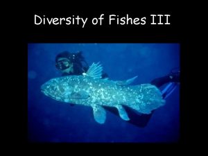 Diversity of Fishes III Fish Taxa Diversity Phylum