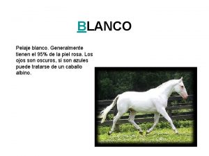 BLANCO Pelaje blanco Generalmente tienen el 95 de