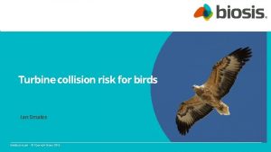Turbine collision risk for birds Ian Smales biosis