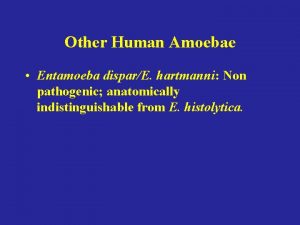 Other Human Amoebae Entamoeba disparE hartmanni Non pathogenic