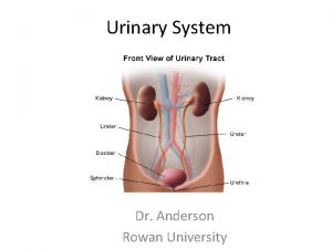Does the urinary system regulate blood pressure