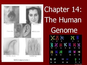 Chapter 14 the human genome