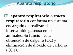 Aparato respiratorio El aparato respiratorio o tracto respiratorio