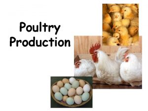 Objectives of poultry production