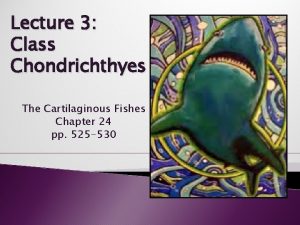 Characteristics of the class chondrichthyes
