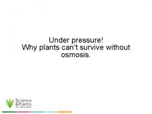 Under pressure Why plants cant survive without osmosis