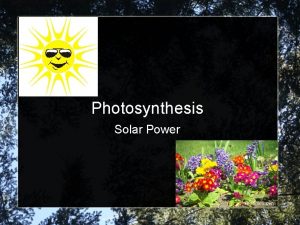 Photosynthesis Solar Power Photoautotrophs Photosynthetic organisms plants algae