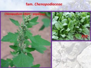 fam Chenopodiaceae Chenopodium album pepeljuga fam Polygonaceae Habitus