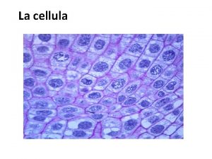 La cellula Tutti gli esseri viventi dai pluricellulari