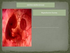 SISTEM REPRODUKSI Reproductive System Sistem Reproduksi Manusia Organ
