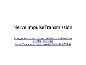 Nerve Impulse Transmission http outreach mcb harvard eduanimationsactionp