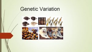Genetic Variation Contents Introduction Genes and chromosomes Mendels