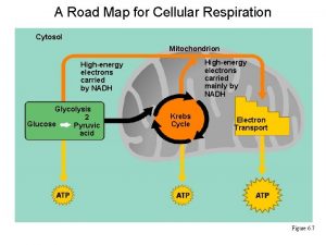 Road map for cellular respiration