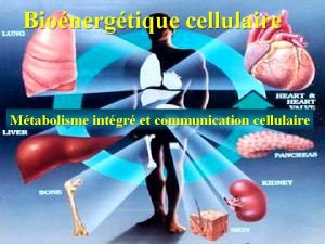 Bionergtique cellulaire Mtabolisme intgr et communication cellulaire Plan