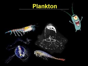 Plankton.