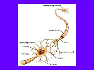 Brain Development Neurogenesis Proliferation of neurons through cell