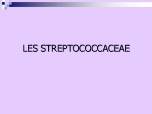 LES STREPTOCOCCACEAE Aspect microscopique Streptococoques Coques en longue