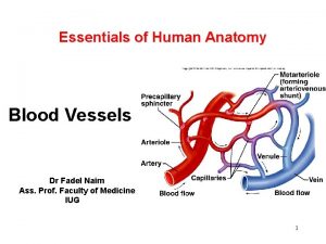 Heart vessels