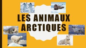 LES ANIMAUX ARCTIQUES LES OURSES POLAIRES Charactristiques Physiques
