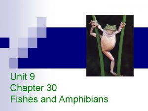 Chapter 30 fishes and amphibians