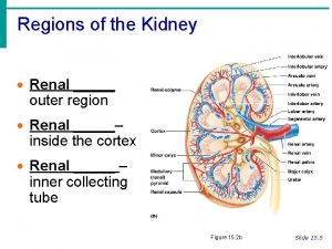 Regions of the Kidney Renal outer region Renal
