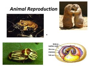 Epididymous