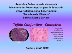 Tejido conectivo laxo Tejido conectivo laxo